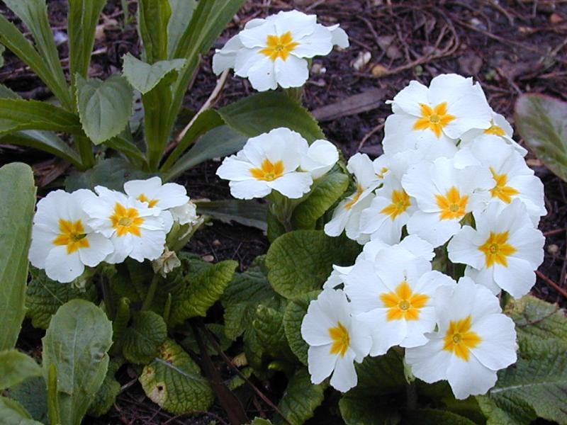 Cambridge, England: Botanic Garden: Primula