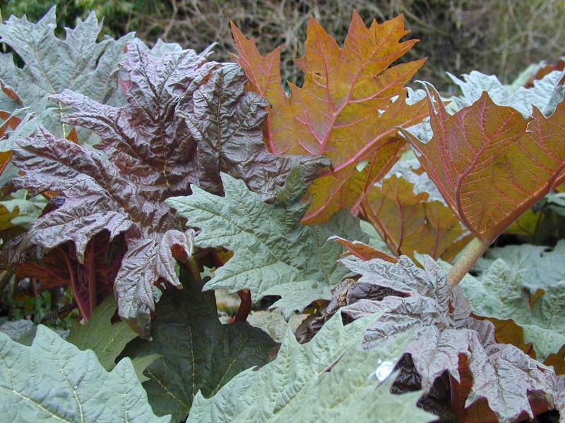 Cambridge, England: Botanic Garden: Chinese Root (Rheum palmatum)