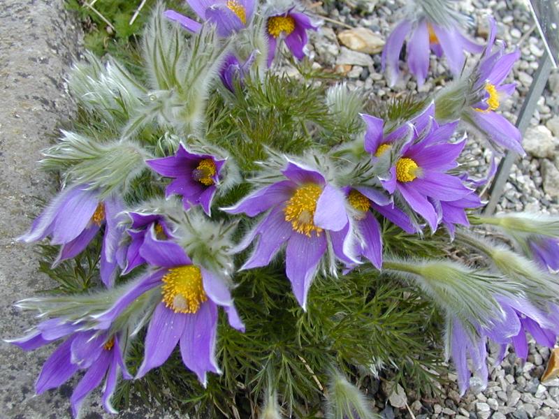 Cambridge, England: Botanic Garden: Pasque Flower (Pulsatilla vulgaris, Anemone pulsatilla)