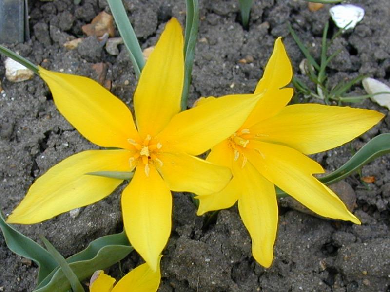 Cambridge, England: Botanic Garden: Tulipa tetraphylla