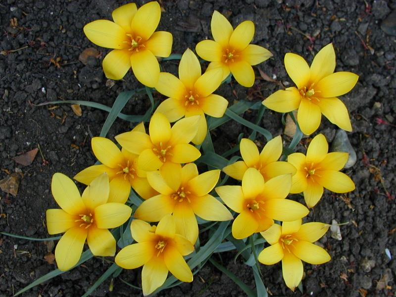 Cambridge, England: Botanic Garden: Tulipa clusiana var. chrysantha