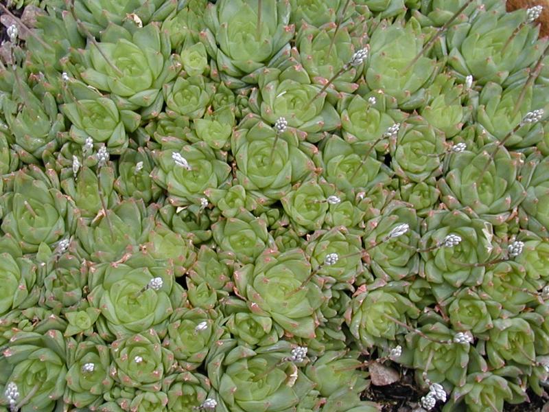 Cambridge, England: Botanic Garden: Haworthia cymbiformis