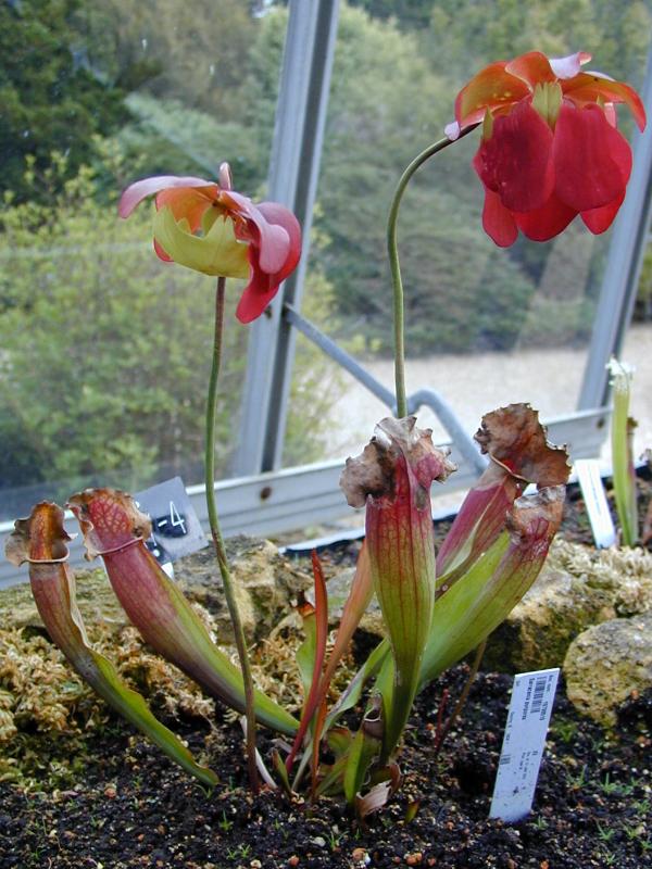 Cambridge, England: Botanic Garden: Northern Pitcher Plant (Sarracenia purpurea)