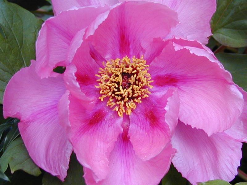 Cambridge, England: Botanic Garden: Peony (Paeonia suffruticosa)