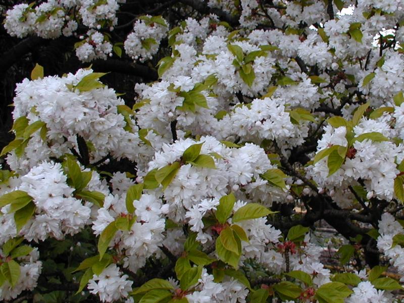 Cambridge, England: Botanic Garden: Cherry tree (Prunus serrulata) blossoms