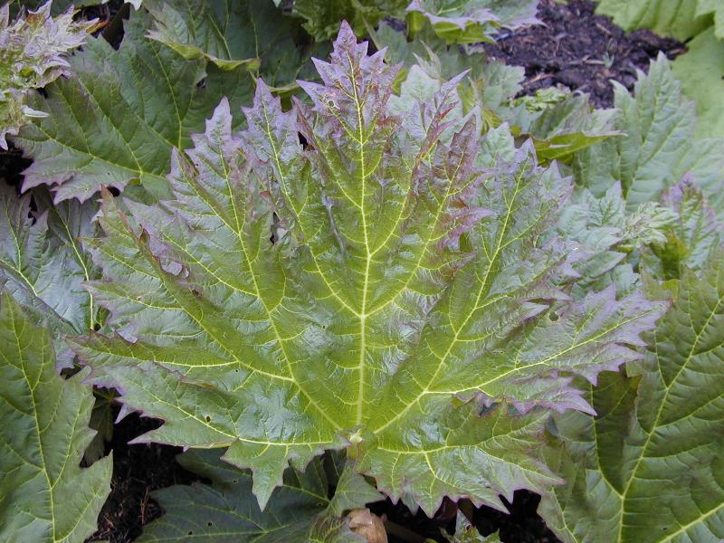 Cambridge, England: Botanic Garden: Chinese Root (Rheum palmatum)