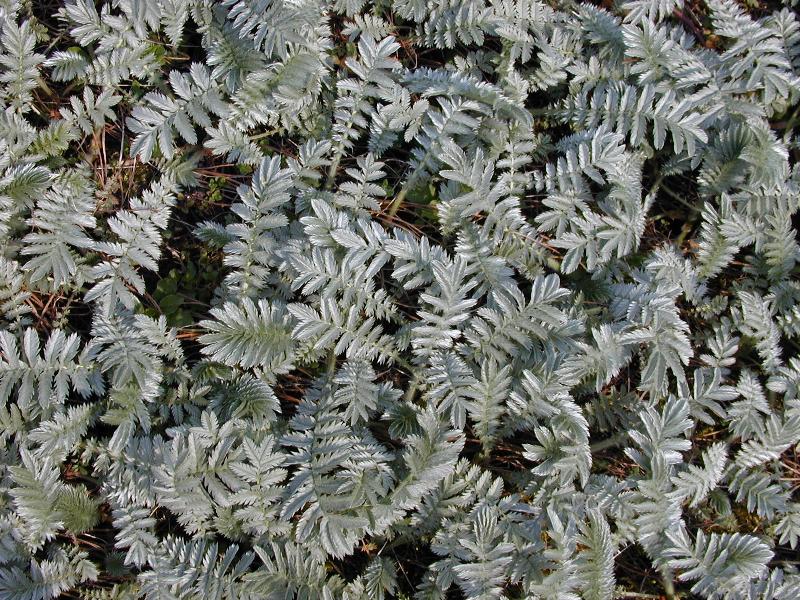 Cambridge, England: Botanic Garden: Silverweed (Potentilla anserina)