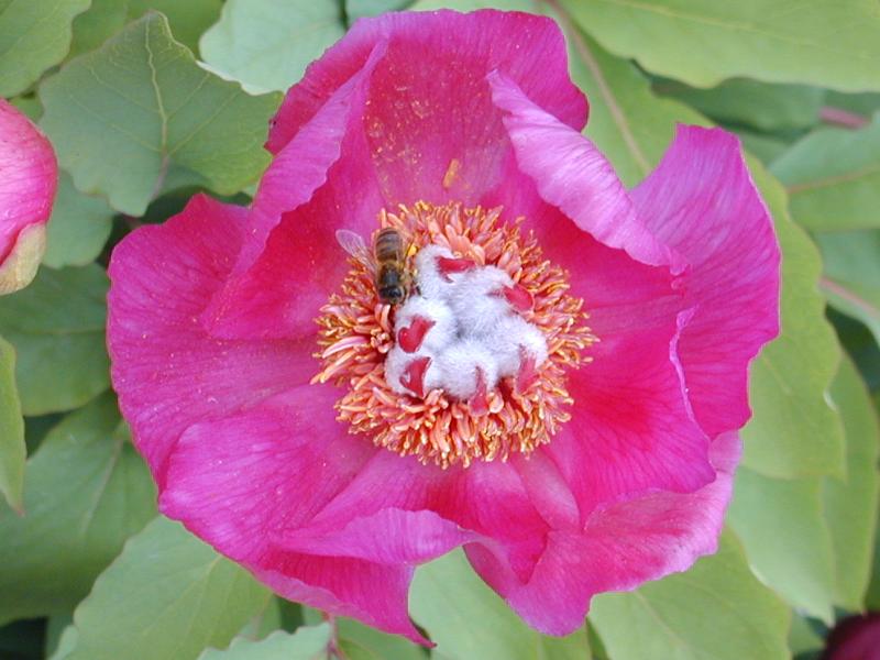 Cambridge, England: Botanic Garden: Peony (Paeonia mascula) with bee