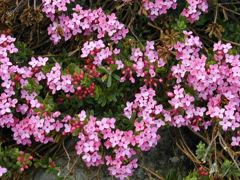 Cambridge, England: Botanic Garden: Garland Flower (Daphne cneorum 'Eximia')