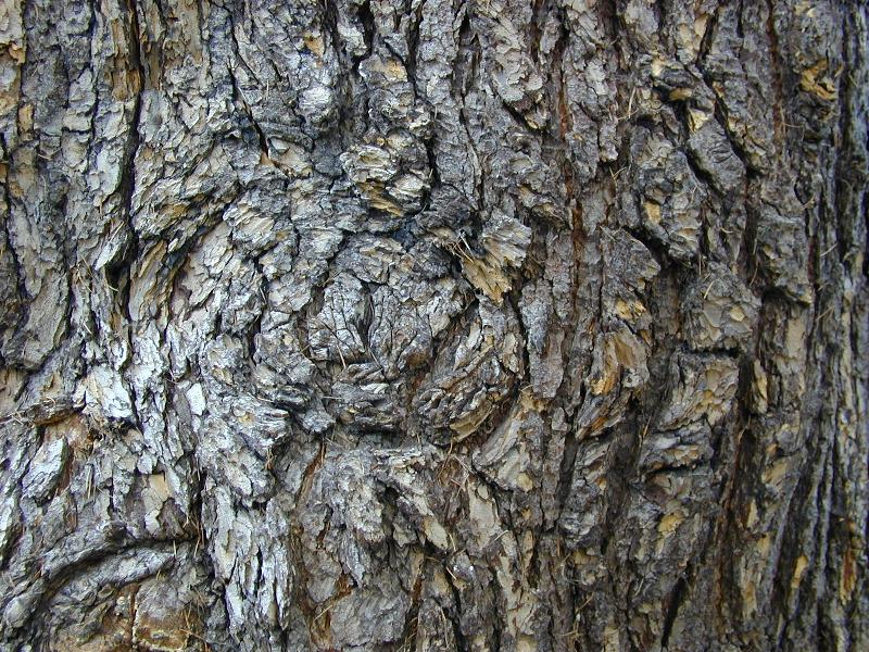 Cambridge, England: Botanic Garden: Cedar of Lebanon (Cedrus libani) bark