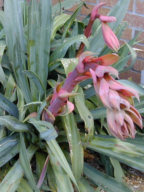 Cambridge, England: Botanic Garden: Beschorneria yuccoides