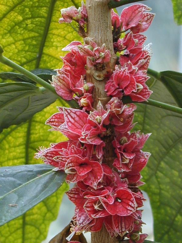 Cambridge, England: Botanic Garden: Goethea strictiflora Hook.