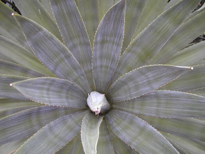 Cambridge, England: Botanic Garden: Agave