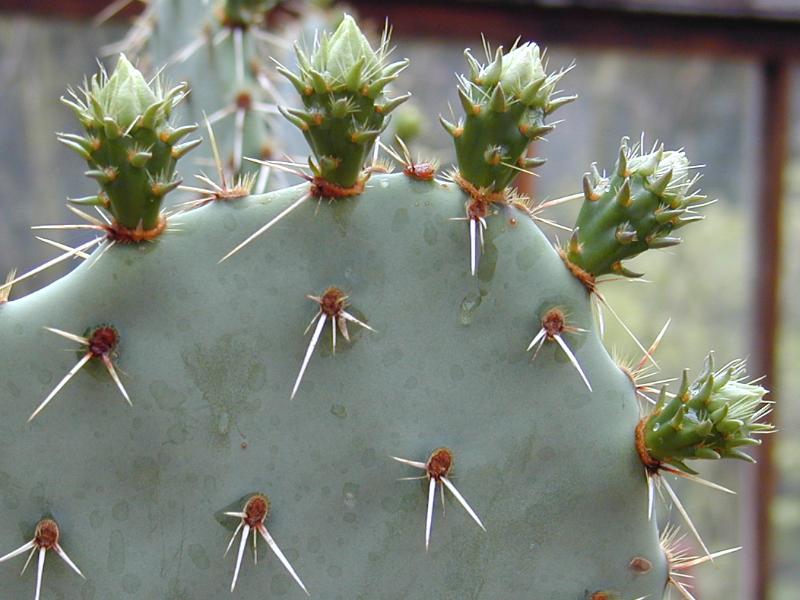 Cambridge, England: Botanic Garden: cactus with young shoots