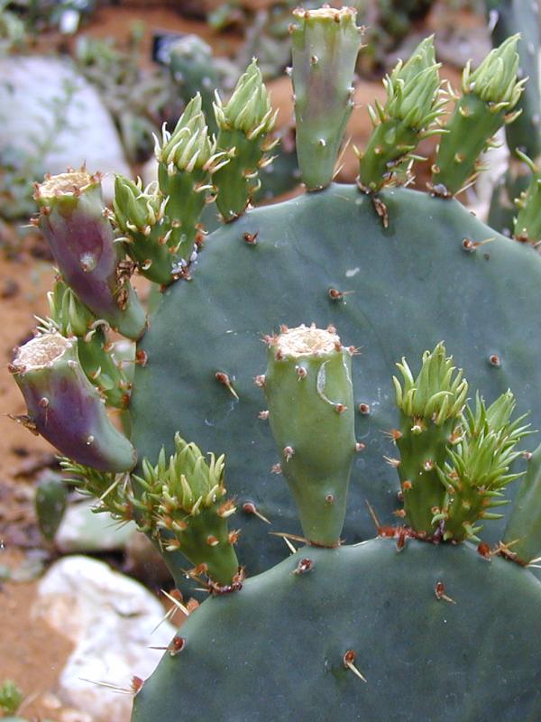 Cambridge, England: Botanic Garden: cactus with young shoots
