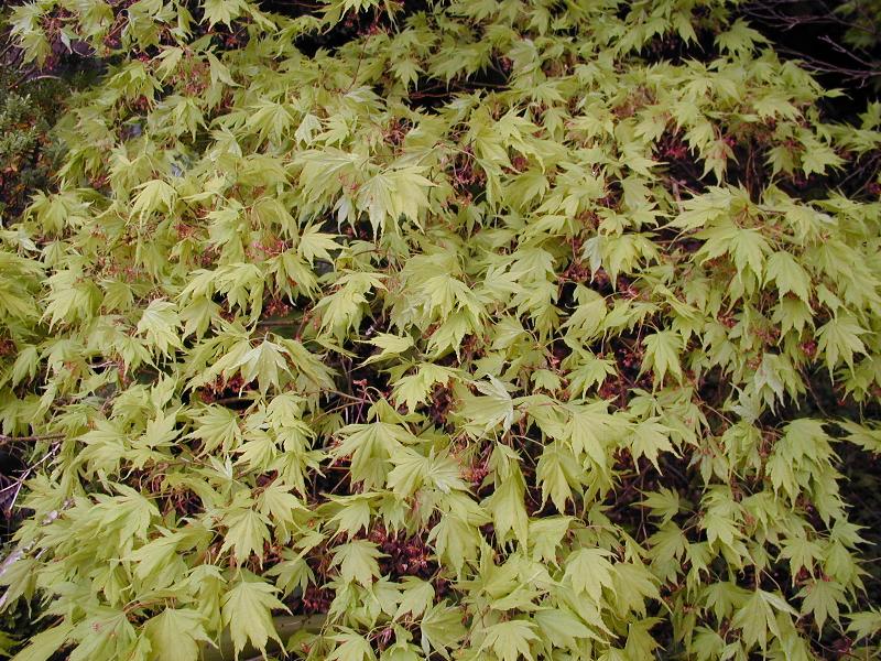 Cambridge, England: Botanic Garden: Japanese Maple (Acer palmatum)