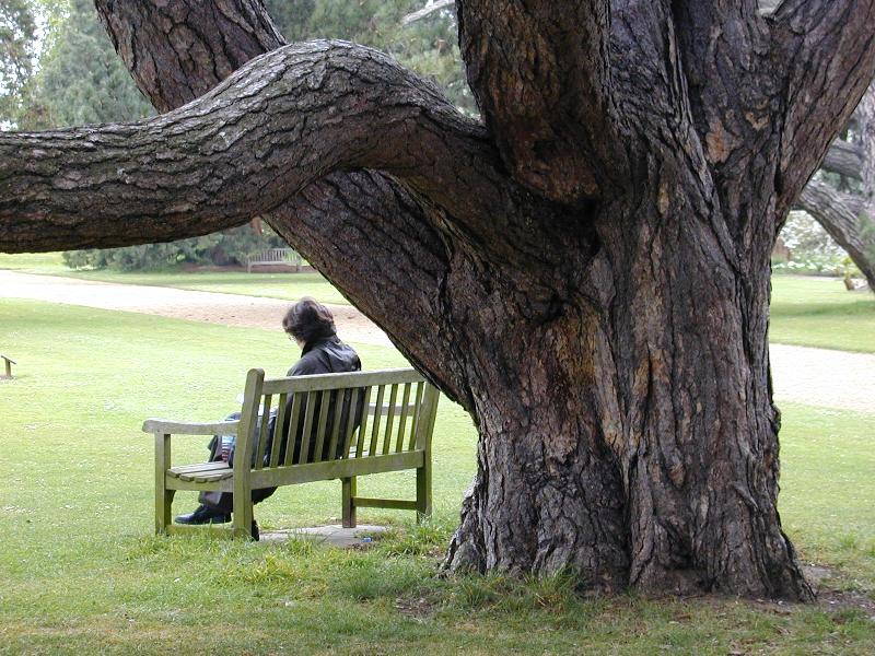 Cambridge, England: Botanic Garden: Crimean Pine (Pinus nigra ssp. Pallasiana)