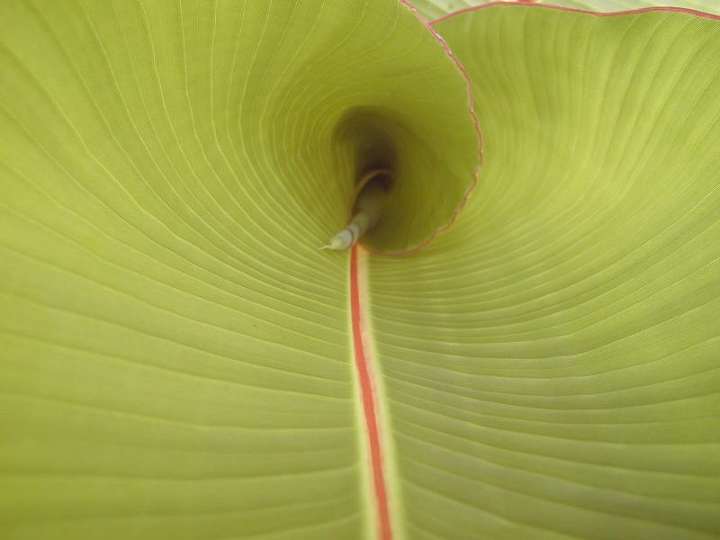Cambridge, England: Botanic Garden: Abyssinian Banana (Ensete ventricosum) leaf unfurling
