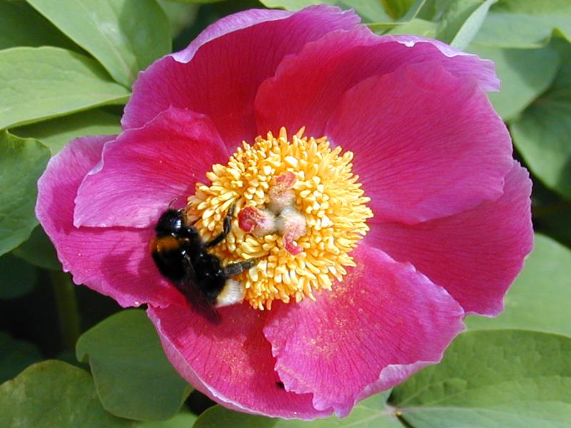 Cambridge, England: Botanic Garden: Peony (Paeonia) with bee