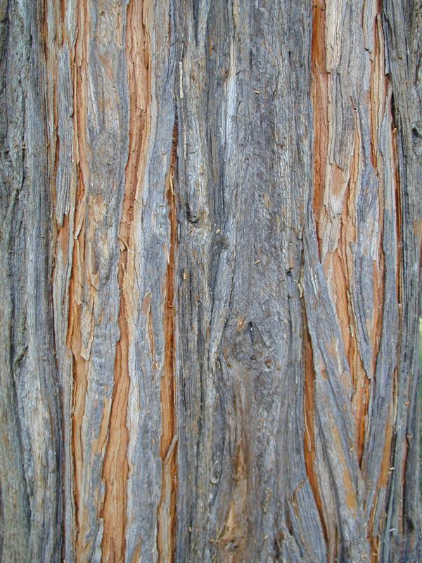 Cambridge, England: Botanic Garden: Incense Cedar (Libocedrus decurrens, Calocedrus decurrens) bark
