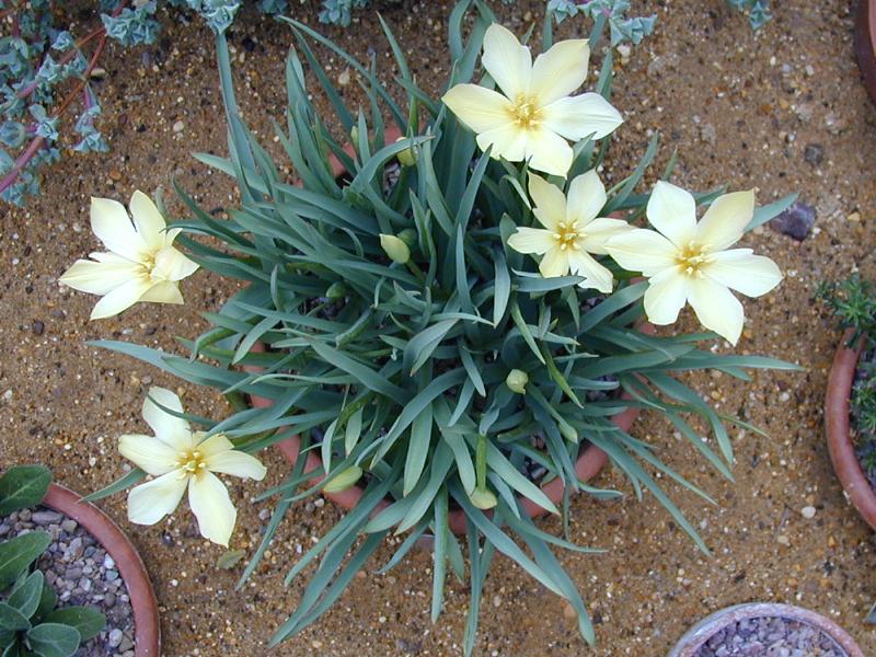 Cambridge, England: Botanic Garden: Tulipa linifolia 'Batalinii'