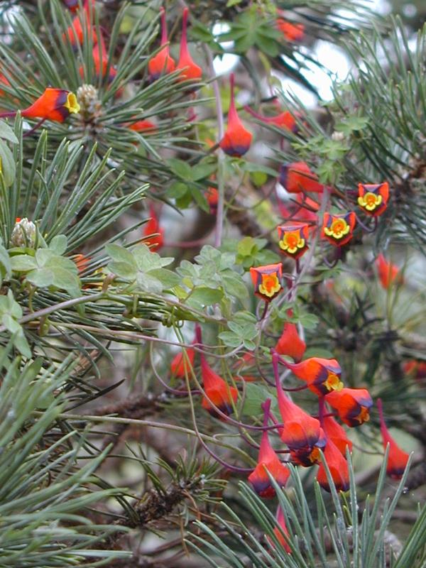 Cambridge, England: Botanic Garden: Tropaeolum tricolorum creeping over dwarf pine tree