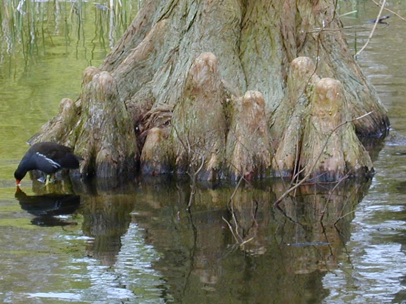 Cambridge, England: Botanic Garden: Moorhen on pond