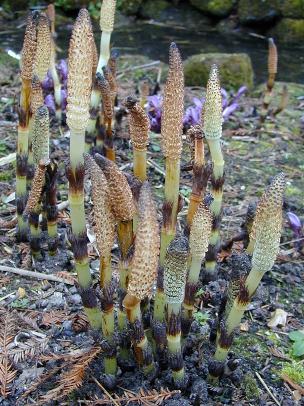 Cambridge, England: Botanic Garden: Horsetail (Equisetum telmateia) shoots