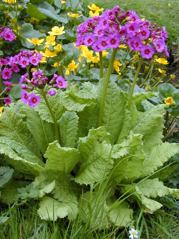 Cambridge, England: Botanic Garden: Primula