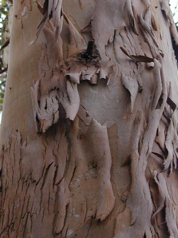 Cambridge, England: Botanic Garden: Cider Gum (Eucalyptus gunnii, Eucalyptus divaricata) bark
