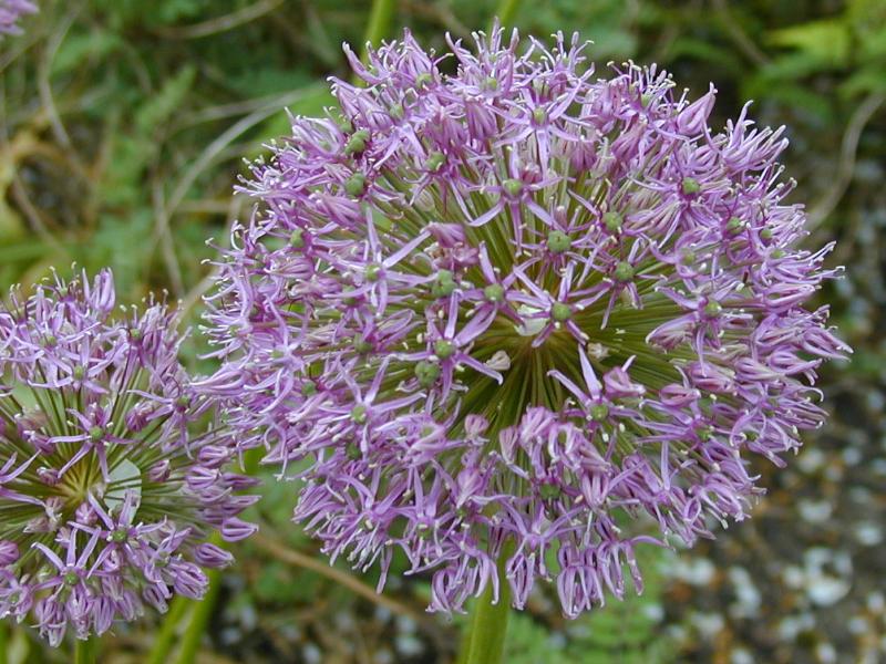 Cambridge, England: Botanic Garden: Allium giganteum