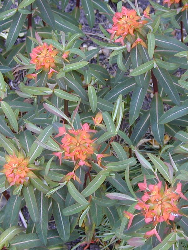 Cambridge, England: Botanic Garden: Euphorbia griffithii