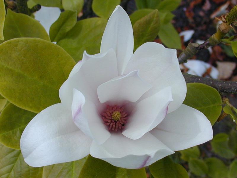 Cambridge, England: Botanic Garden: Saucer Magnolia (Magnolia soulangiana) flower