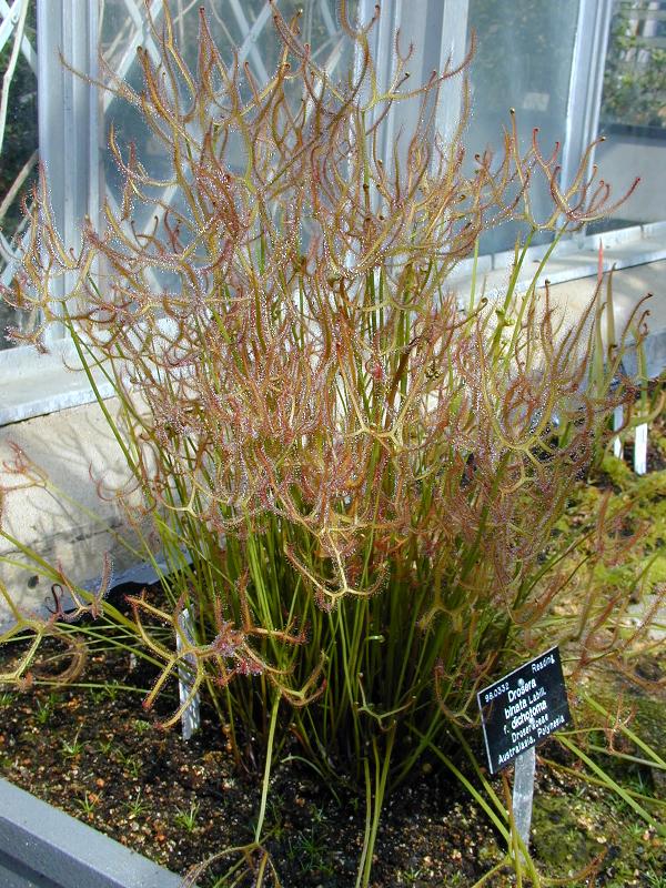 Cambridge, England: Botanic Garden: Drosera binata Labill. f. dichotoma