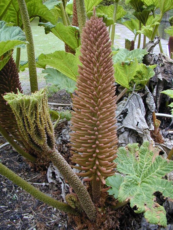 Cambridge, England: Botanic Garden: Giant Rhubarb (Gunnera manicata)