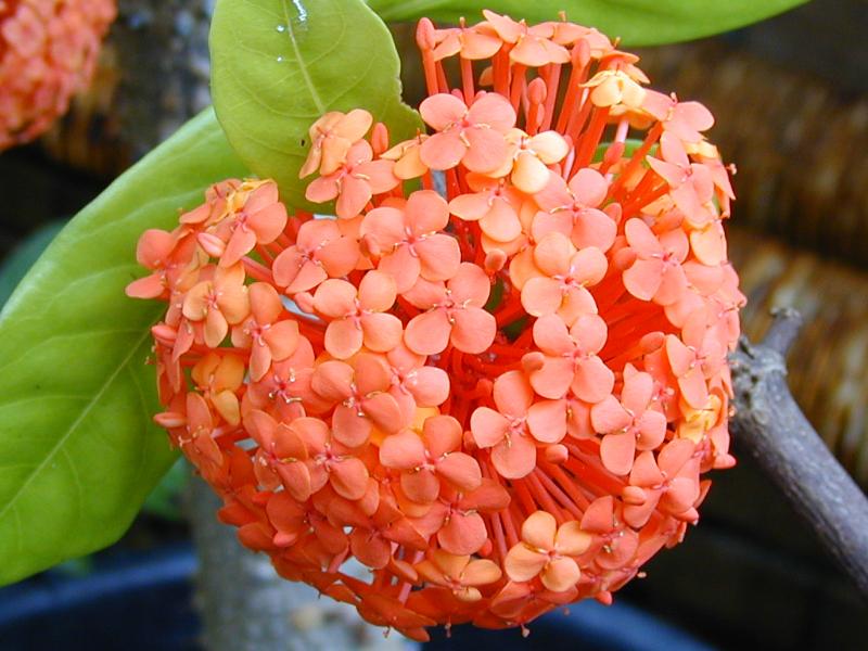 Cambridge, England: Botanic Garden: Ixora x williamsii Sandw.