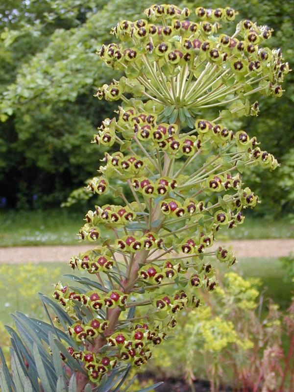 Cambridge, England: Botanic Garden: Euphorbia