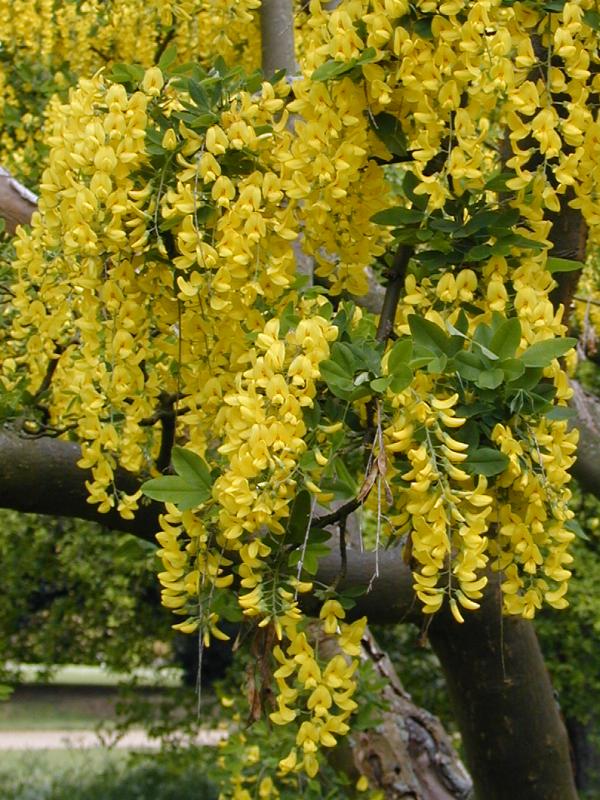 Cambridge, England: Botanic Garden: Common Laburnum (Laburnum anagyroides, Laburnum vulgare)
