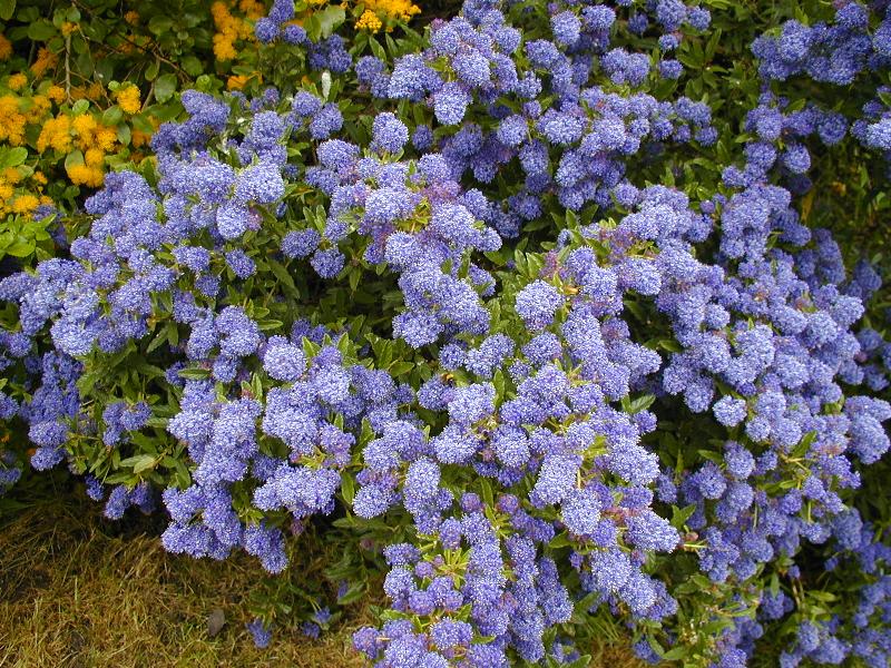 Cambridge, England: Botanic Garden: Ceanothus 'Cynthia Postan'