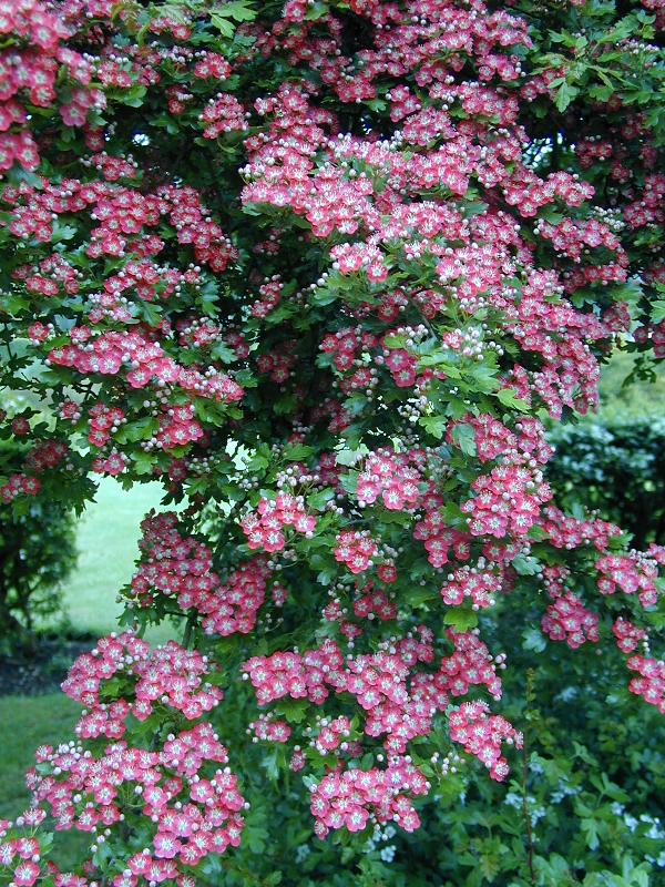Cambridge, England: Botanic Garden: English Hawthorn (Crataegus laevigta 'Punicea')
