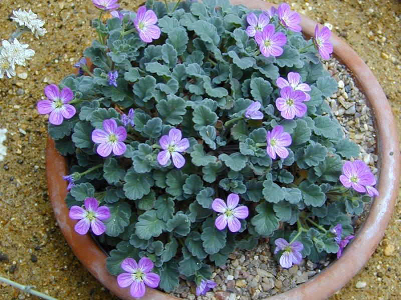 Cambridge, England: Botanic Garden: Stork's Bill (Erodium corsicum)