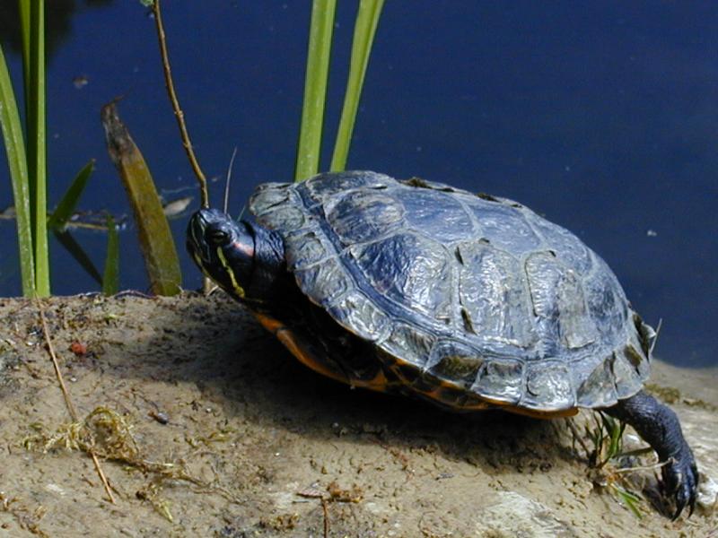 Cambridge, England: Botanic Garden: turtle or tortoise