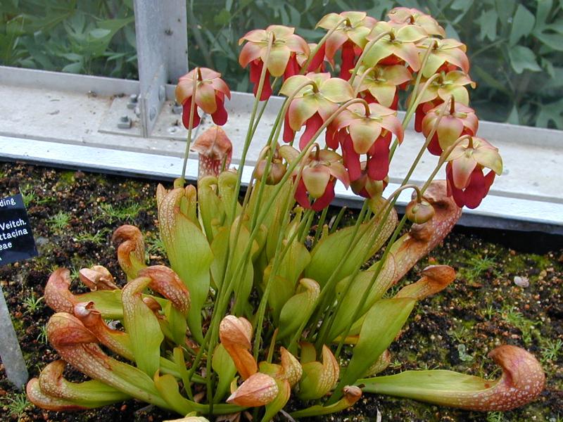 Cambridge, England: Botanic Garden: Pitcher Plant (Sarracenia formosa)