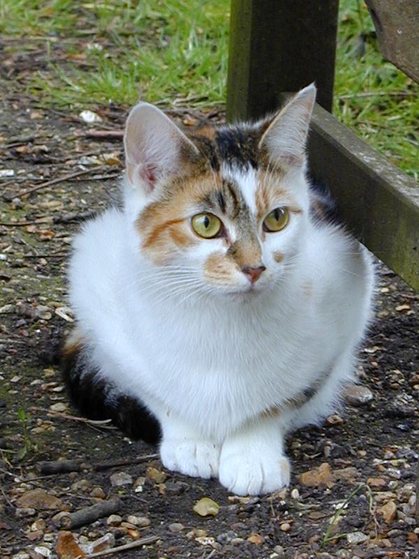 Cambridge, England: Botanic Garden: cat hiding under bench