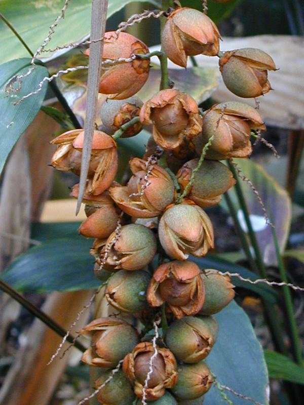 Cambridge, England: Botanic Garden: Microcoelum weddellianum (Syagrus weddellianum) nuts