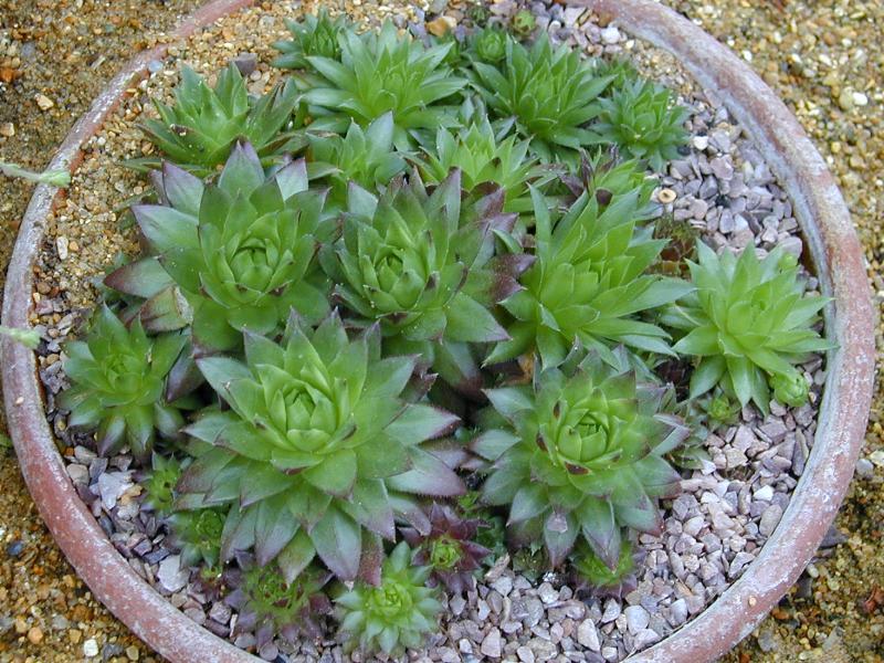 Cambridge, England: Botanic Garden: Houseleek (Sempervivum ballsii)
