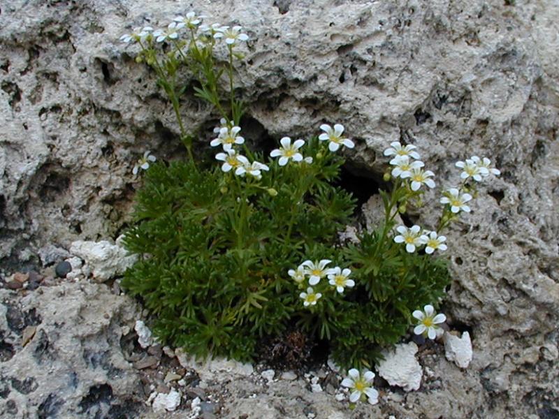 Cambridge, England: Botanic Garden: Saxifrage (Saxifraga moncayensis)