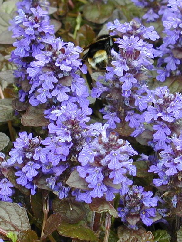 Cambridge, England: Botanic Garden: Common Bugle (Ajuga reptans Atropurpurea) with bee