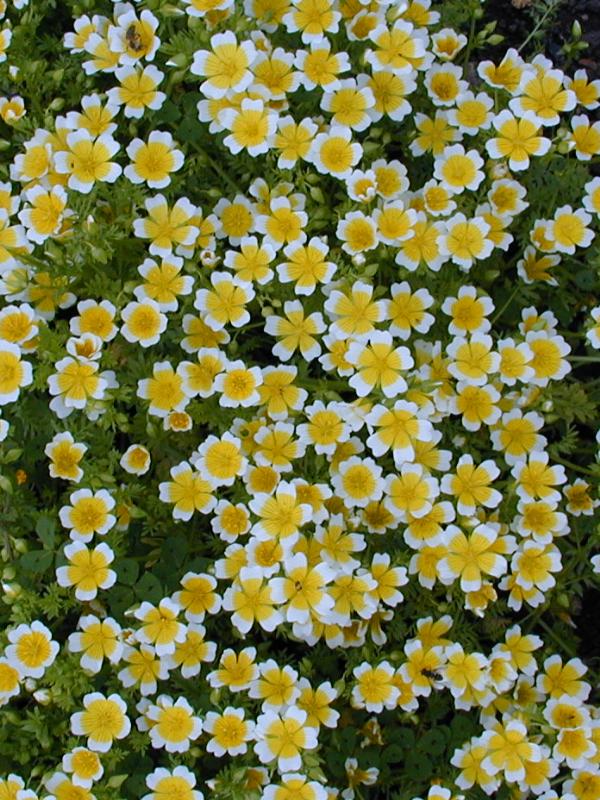 Cambridge, England: Botanic Garden: Fried (or Poached) Egg Flower (Limnanthes douglasii)