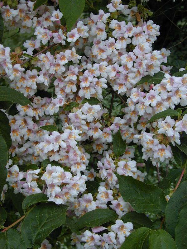 Cambridge, England: Botanic Garden: Dipelta floribunda